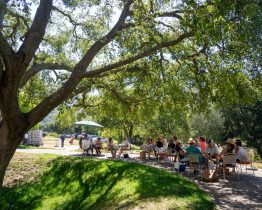 Majestic oaks at Rosenthal estate Majestic oaks at Rosenthal estate